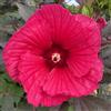 le Georgiche Vivai le Georgiche - Pianta vera di Hibiscus moscheutos Carousel Pink Passion Hibiscus moscheutos 'Tahi16' Ibisco - vaso Ø 24 cm