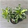 Generico 5 semi di Adenium obesum variegato Rosa del deserto semi freschi
