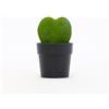 le Georgiche Vivai le Georgiche - Pianta vera di Hoya kerrii Fiore di cera, Cuore di Hoya - vaso Ø 6 cm - altezza alla vendita 0-5 cm