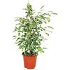 exotenherz Ficus benjamini Twilight, birch fig 14cm