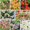 Generic alstroemeria - giardino semi di balcone semi di resistenti autunnali, resistenti, d'appartamento 700pcs