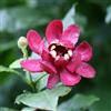 le Georgiche Vivai le Georgiche - Pianta vera di Calycanthus floridus Aphrodite Calicanto d'Estate - vaso Ø 24 cm - altezza alla vendita 100-120 cm
