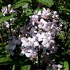 le Georgiche Vivai le Georgiche - Pianta vera di Deutzia Mont Rose Deutzia x hybrida 'Mont Rose' Deuzia - vaso Ø 17 cm - altezza alla vendita 30-40 cm