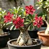 Generic Rizomi di rosa del deserto rosso - Rari balcone da interno 2bulbi
