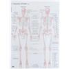 1pc Poster di anatomia umana Muscolo scheletrico Insegnamento Immagine Anatomia