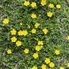 Generic Potentilla anserina serre di balcone selvatici di balcone, autunnale, perenne giardino interno primavera semi estivi che 300 pezzi