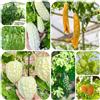 Generic melone amaro - sostenibili cetriolo amaro Aiuole rialzate per il giardino giardino resistenti rare varietà antiche di verdi esotiche biologiche 90semi