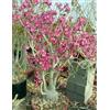 Generico ADENIUM MULTIFLORUM - 5 SEMI semi freschi