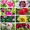 Generic peonie peonia - selvatiche resistenti giardino semi di giardino semi di selvatici che amano 20pcs