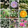 Generic Semi di piretro, serre da balcone Piretro Cinerariifolium, semi di rare resistenti per il giardino da esterno resistenti 350pcs