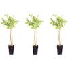 Flowerbox Set di 3 piogge blu cinesi, altezza ca. 65 cm, pentola Ø 15 cm - Wisteria Sinensis 'Prolific'