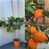 SAVINI VIVAI L'ARTE DI FARE NATURA SAVINI VIVAI Pianta di Cedro Albero di Agrumi Cedro della Cina in Vaso da 20 cm Altezza 70 cm 2-3 Anni di innesto Made Italy