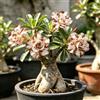 Generic Rizomi di rosa del deserto marrone - Rari balcone da interno 1bulbi
