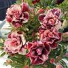 Generico 5 SEMI DI ADENIUM OBESUM Golden Blood Red Desert Rose