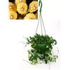 POWERS TO FLOWERS - HOYA PICTA, PIANTA ADULTA, pianta vera