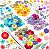 Vautvis Vautvi 159 Fiori Secchi Per Resina, Candele, Unghie, Decorazioni e Scrapbooking - Con Pinzetta, Veri Pressati, Composizione Fai Da Te
