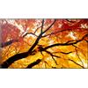 Sharp Monitor Digital Signage LCD 43'' Sharp M432 4K Ultra HD 3840x2160p/8ms/Nero [60006053]