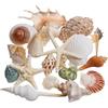 SKOOLOVE 20 pezzi di Grandi Conchiglie Miste da Spiaggia e Stelle Marine Naturali Colorate da 4-10 cm, per Feste in Spiaggia, Decorazioni per La Casa, Fai Da Te, Decorazioni per il Bagno e Acquari