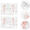 2pcs Anatomia umana Poster Scheletrico Muscle Muscle Teaching Picture Anatomy
