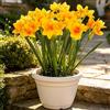 Hananona 10 narcisi artificiali, fiori primaverili in finta seta, per interni ed esterni, decorazione per la casa e matrimoni (10, giallo)