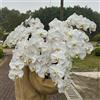 Generic semi di orchidee phalaenopsis - d'appartamento purificano l'aria giardino sono resistenti 700pcs
