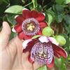 Generic Semi di passione, Passiflora caerulea, in vaso per l'arredamento dell'ufficio, giardino balcone, interno raro, roccioso 500pcs