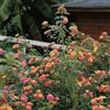 Generic Semi di Lantana, Lantana camara, rampicanti serre balcone Vecchie varietà resistenti biologici per esterno rara rampicante tappezzanti in vaso 50pcs