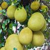 Generic semi di jackfruit - jackfruit giardino roccioso con del interno per zone soleggiate rari colonnari biologici Coltivare 80semi