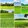 Generic semi prato Zoysia - giardino di tetti verdi selvatiche balcone resistenti resistenti balcone 7000pcs