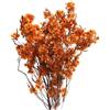 Qianly Fascio di Fiori Secchi Dodonaea Viscosa per Decorazioni Festive, Orangina
