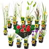 vdvelde.com - Kit laghetto 13 pezzi con ninfea nana rossa Rubra | Giardino acquatico fiorito da subito, specie ossigenanti, cestini e substrato, profondita 1-10 cm