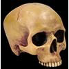 Markus Mayer Teschio Umano Senza Mandibola - Figura Di Teschio Decorativa Mayer