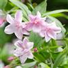 GardenersDream Jasminum stephanense - Arbusto rampicante deciduo in vaso Jasminum stephanense
