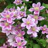 GardenersDream 1 Pianta rampicante resistente in vaso, con fiori grandi rosa, di tipo Clematis.