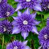 GardenersDream Clematide Multi Blue Arbusto rampicante compatto deciduo e fiori blu