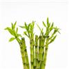 le Georgiche Vivai le Georgiche - Pianta vera di Lucky Bamboo dritto - si vende 1 pianta - altezza 30 cm