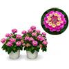 POWERS TO FLOWERS - LANTANA CAMARA ROSA INTENSO 2 PIANTE, VASO 14CM, piante vere