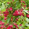 Generico Weigela Brystol Ruby, 4 piante alte 30/40 cm, vaso 13