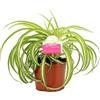 GardenersDream Chlorophytum Bonnie Clorofito Nastrino Falangio Pianta Ragno Arricciata Cascante Pianta da Appartamento da Interni