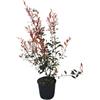 Vivaio Garden Forest Photinia x Fraseri Robusta Compacta, Rosso, Rami folti, Colore rosso, Pianta da vaso, Pianta da esterno, Rapida crescita, Pianta reale, Resistente al freddo, Vaso 18cm, H 80cm