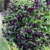 GardenersDream Clematide Romantika | Pianta perenne rampicante decidua in vaso da 9 cm