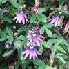 GardenersDream Passiflore Amethyst - Pianta rampicante da esterno, in vaso da 9 cm