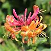 GardenersDream Lonicera 'Gold Flame' è un rampicante resistente per il giardino con fiori di colore giallo-arancione. Vieni consegnato in un vaso di 9cm.