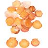 QUARKZMAN 30 Pezzi Conchiglie A Pettine 1.6-2 Conchiglie Naturali all'Ingrosso per Pittura Fai da Te Paesaggio Acquario Tema Spiaggia Matrimonio E Decorazione Casa Colore Arancione
