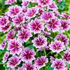 GardenersDream Malva Sylvestris 'Zebrina' (vaso 9cm) - Fiori bicolore d'impatto - Perfetto per bordure e giardini rustici.