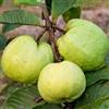 Vivai Decandia Giovanni PIANTA DA FRUTTO TROPICALE GUAVA in vaso 20 età 2/3 anni (foto reali)