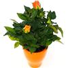 POWERS TO FLOWERS - ROSA ARANCIO IN VASO CERAMICA ARANCIO, VASO 11CM, pianta vera