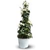 Générique Attitude Jardin - Bouganville piramide - pianta fiorita - 70-80 cm - ⌀ 18 cm - pianta da esterno - fiore bianco