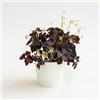le Georgiche Vivai le Georgiche - Pianta vera di Oxalis triangularis Oxalis regnellii Falso trifoglio viola, Trifoglio purpureo - vaso Ø 12 cm