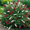 GardenersDream Buddleia Duo - Piante di Buddleia Rossa e Bianca da Esterno in Vaso